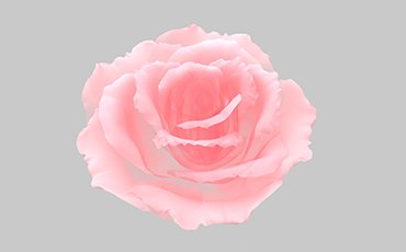 玫瑰花